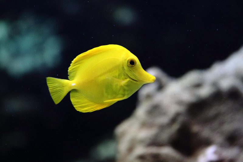 yellow-tang-cichlid-800x533-1 Animals That Start With Y