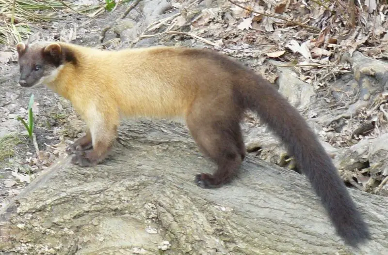 yellow-throated-marten-800x527-1 Animals That Start With Y