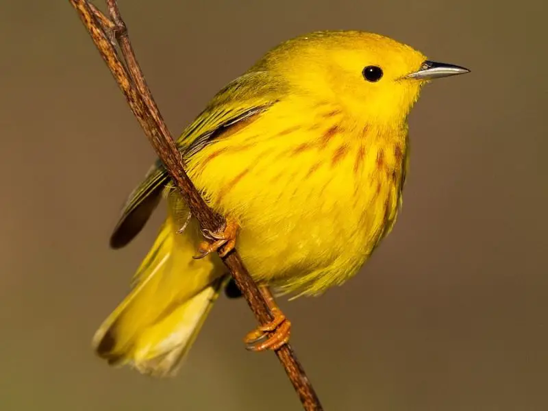 yellow-warbler-800x600-1 Animals That Start With Y