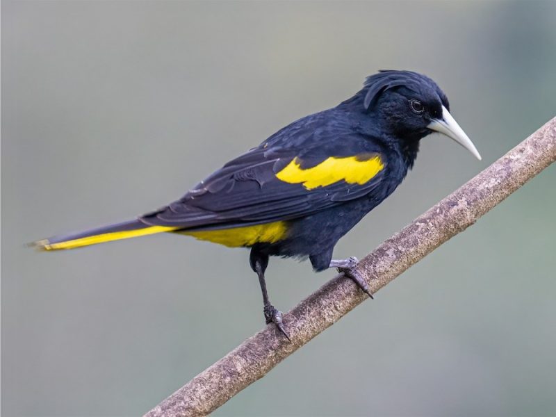 yellow-winged-cacique-800x600-1 Animals That Start With Y