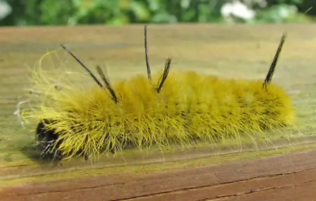 Yellow Woolly Bear