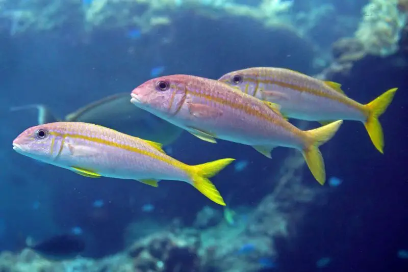 yellowfin-goatfish-800x534-1 Animals That Start With Y