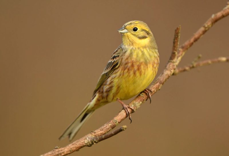 yellowhammer-800x544-1 Animals That Start With Y