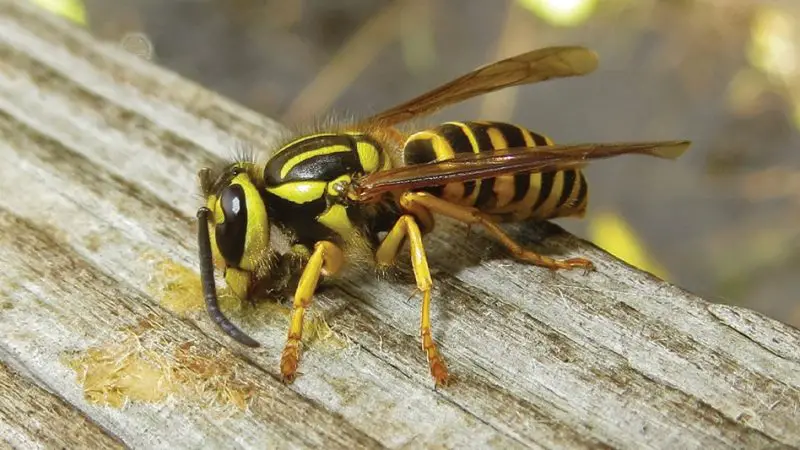 yellowjacket-800x450-1 Animals That Start With Y