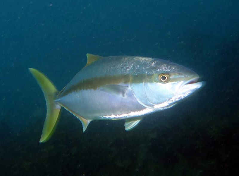 yellowtail-amberjack-800x588-1 Animals That Start With Y