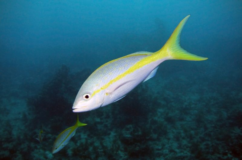 yellowtail-fish-800x531-1 Animals That Start With Y