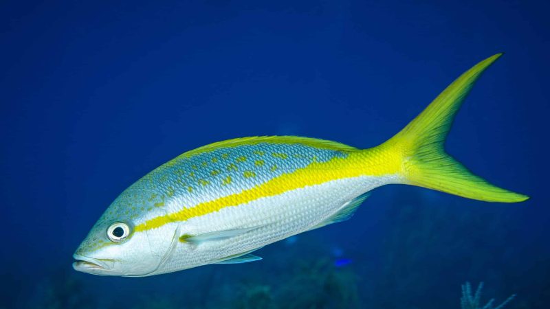 yellowtail-snapper-800x450-1 Animals That Start With Y