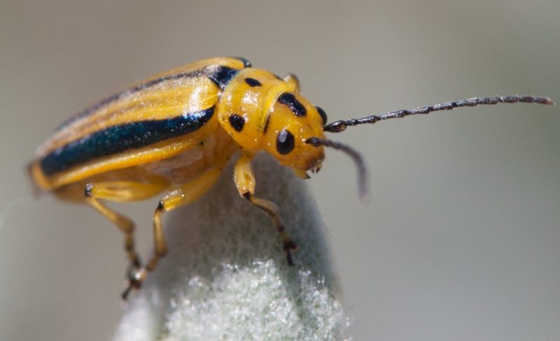 Yellow Beetles with Black Spots