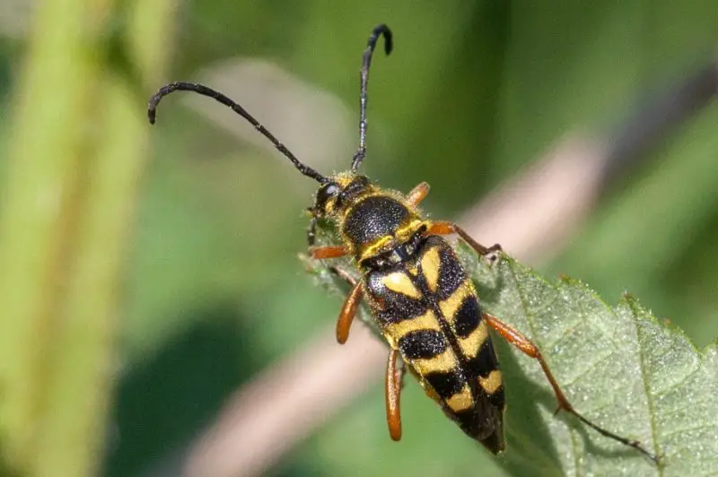 Yellow Beetles with Black Spots
