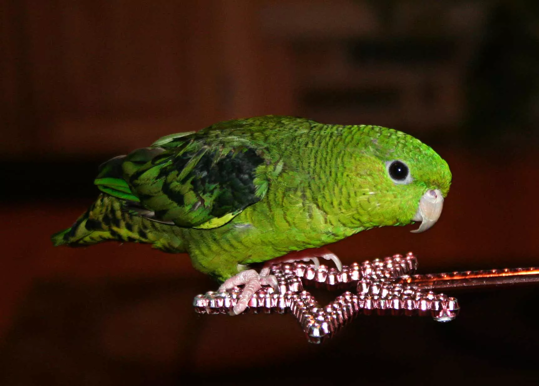 Lineolated Parakeet