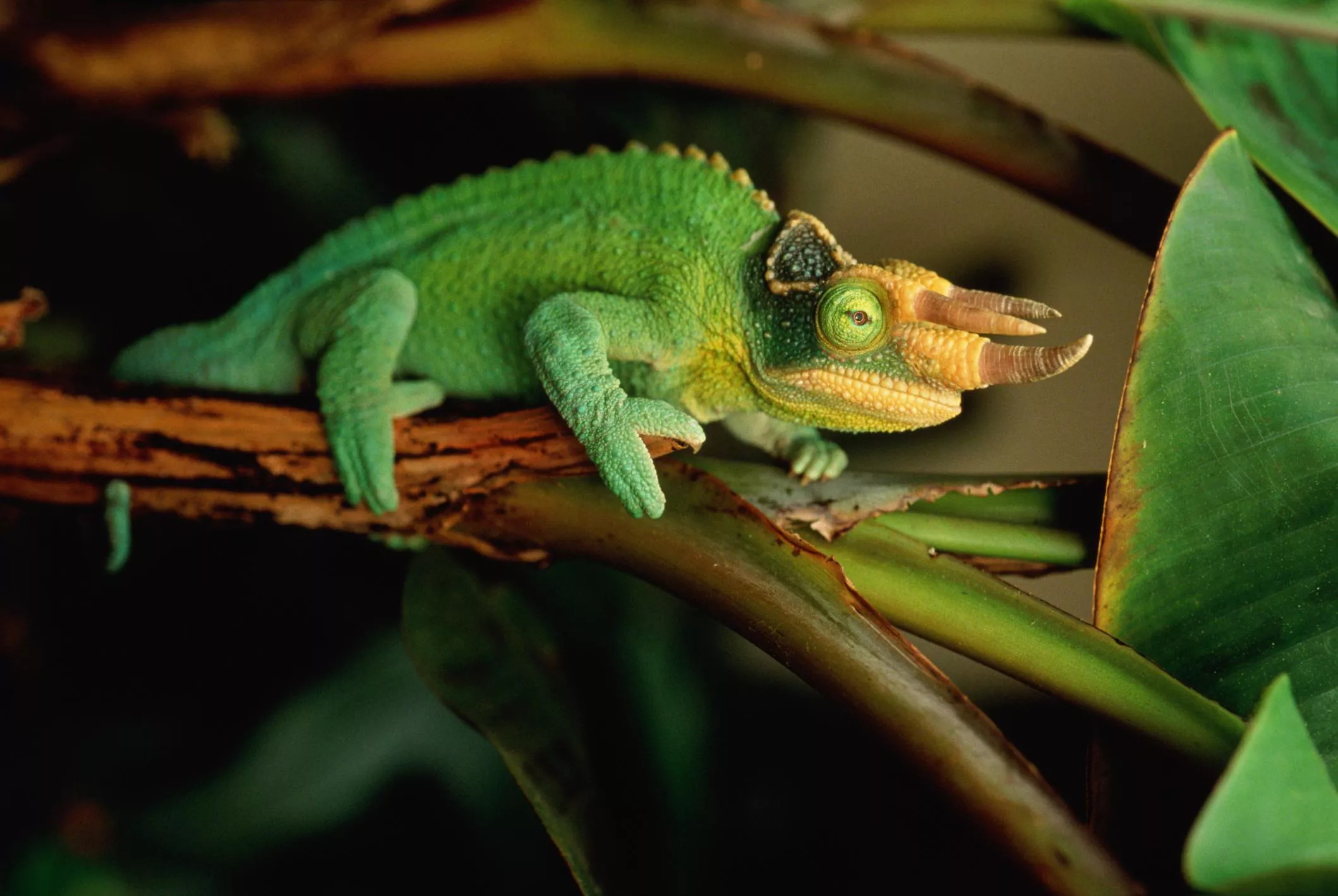 Jackson's chameleon sitting on a tree branch.