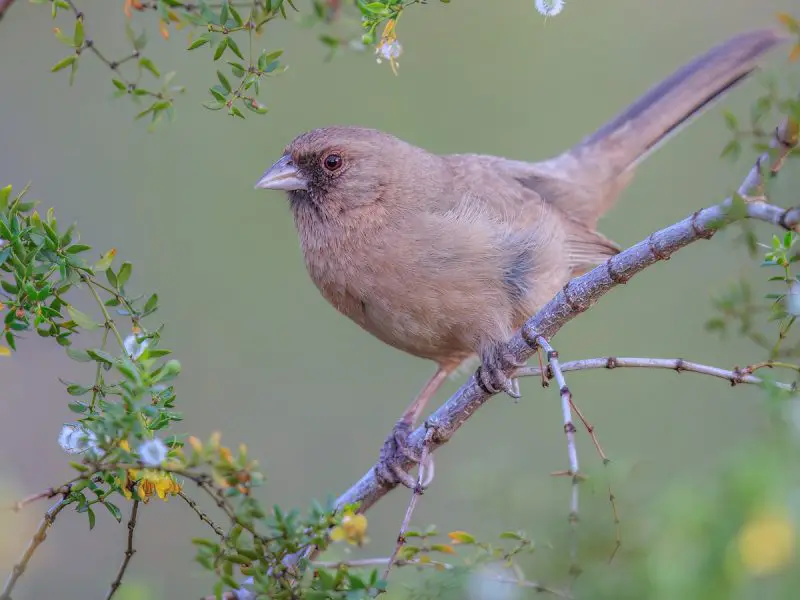 aberts-towhee-melozone-aberti-800x600-1 Sparrows in Texas