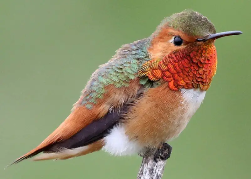 Hummingbirds in Idaho