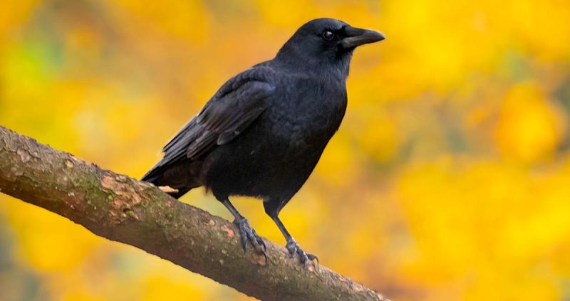 Crows and Ravens in Texas