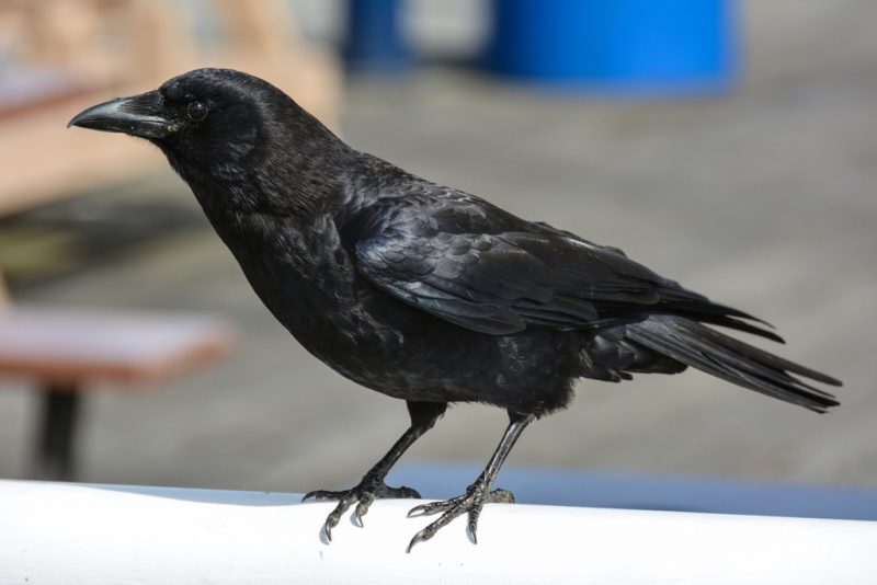 Common Birds in Pennsylvania