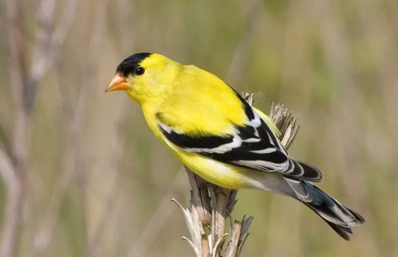 Common Birds in Pennsylvania