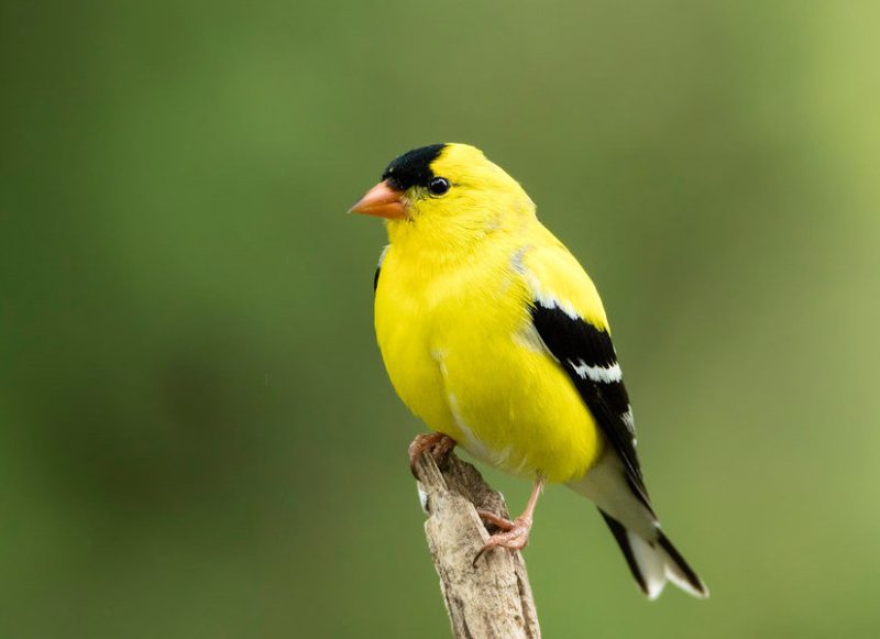 Common Birds in Oregon