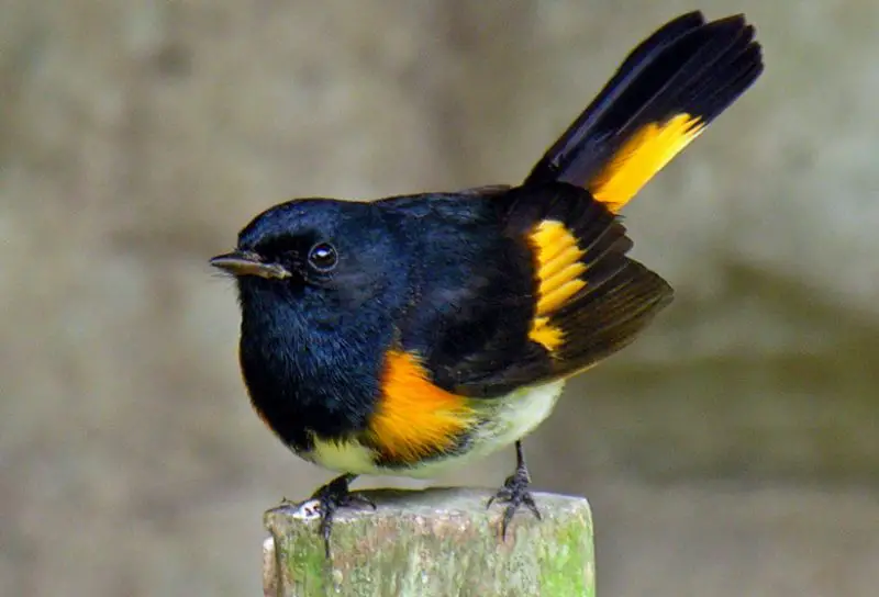 Common Birds in Pennsylvania