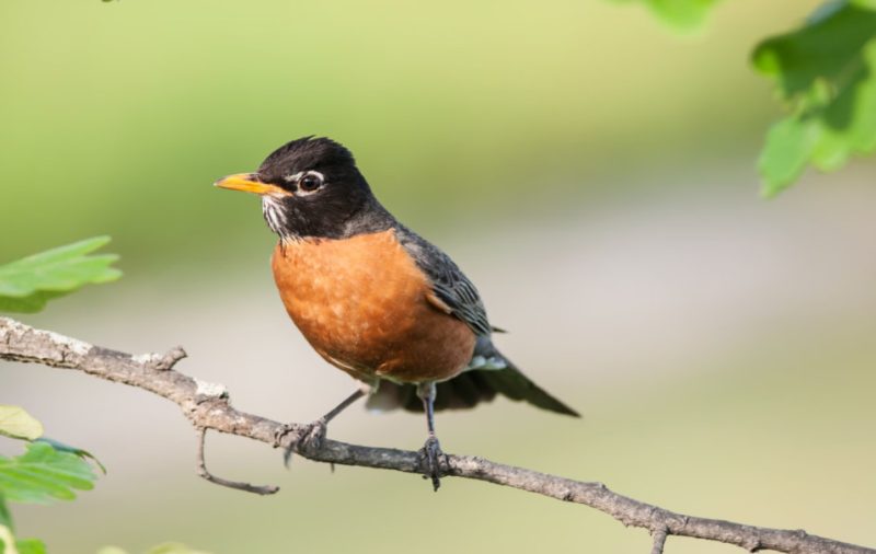 american-robin-800x506-2 Common Birds in Oklahoma