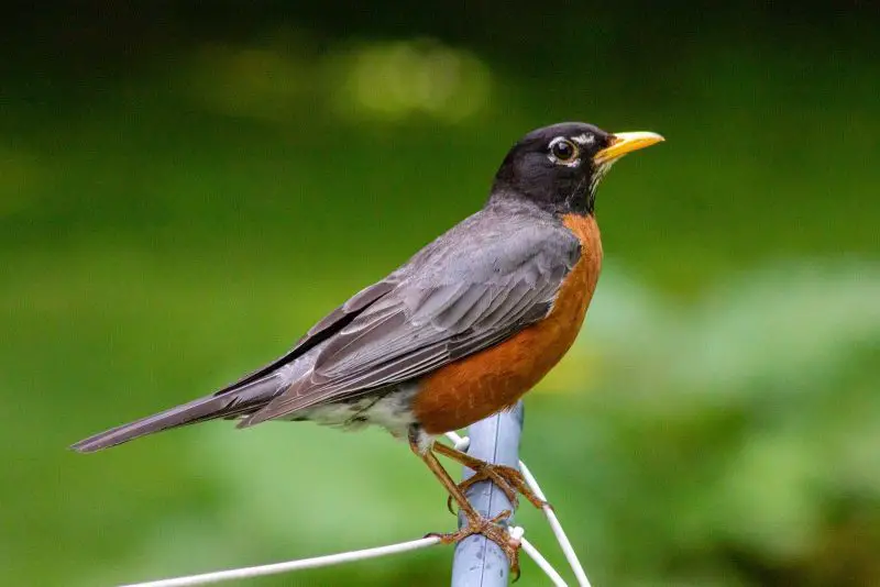 Common Birds in Pennsylvania