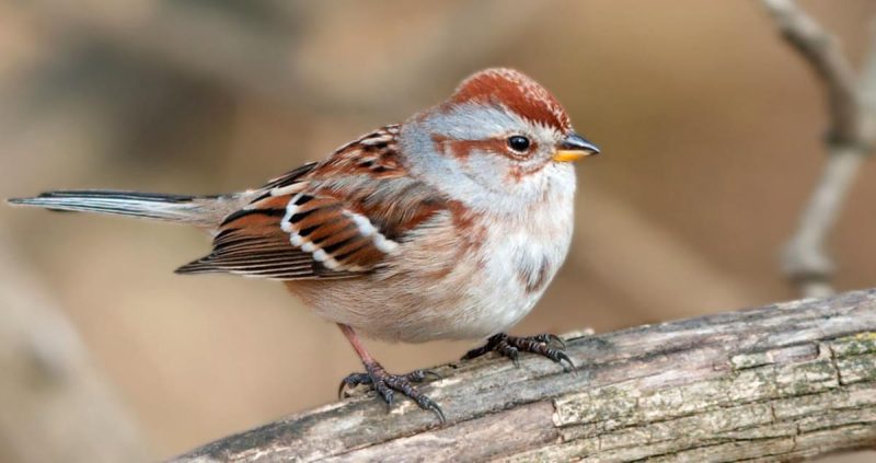 american-tree-sparrow-spizelloides-arborea-800x423-1-1 Sparrows in Texas