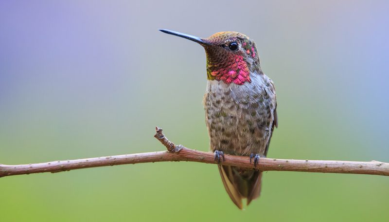 hummingbirds in washington state