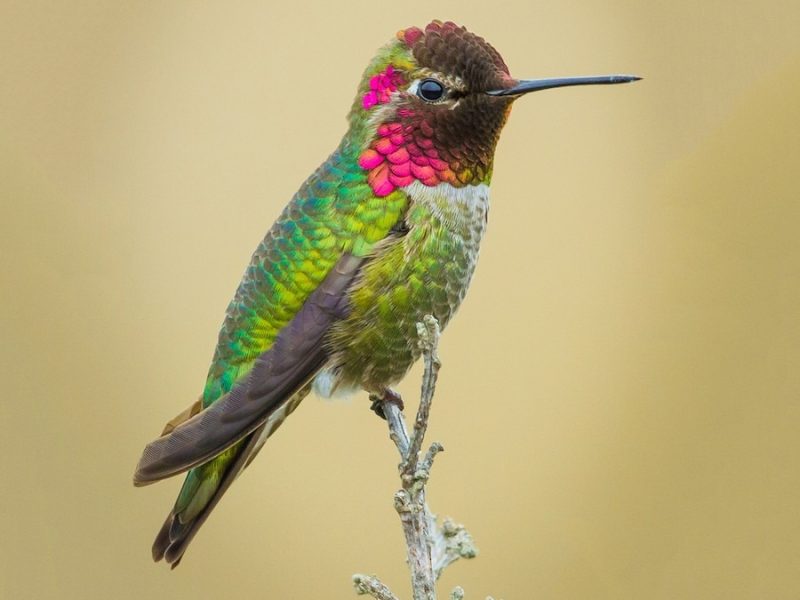 Hummingbirds in Idaho