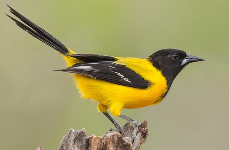audubons-oriole-800x526-1 Blackbirds in Arizona