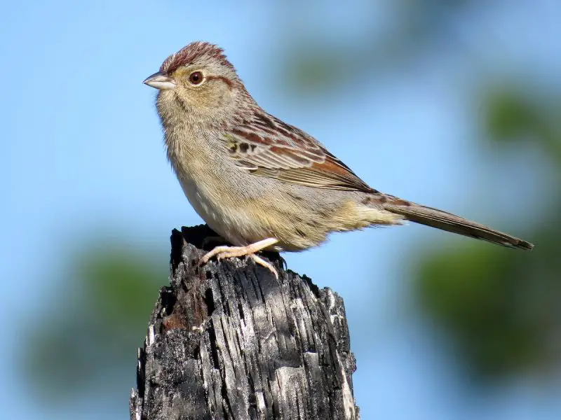 bachmans-sparrow-peucaea-aestivalis-800x600-1 Sparrows in Texas