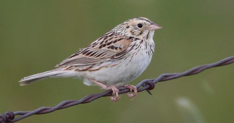 bairds-sparrow-centronyx-bairdii-800x423-1 Sparrows in Texas
