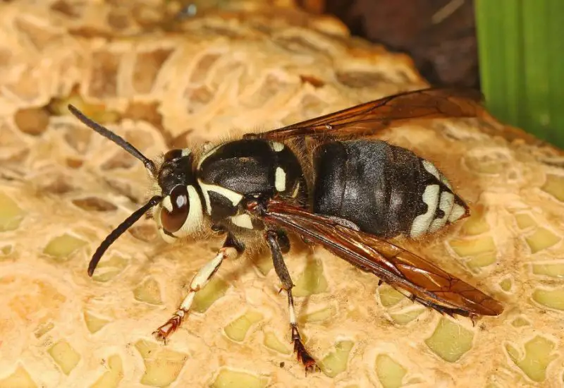 Wasps in Georgia