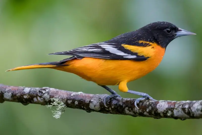 Common Birds in Indiana​