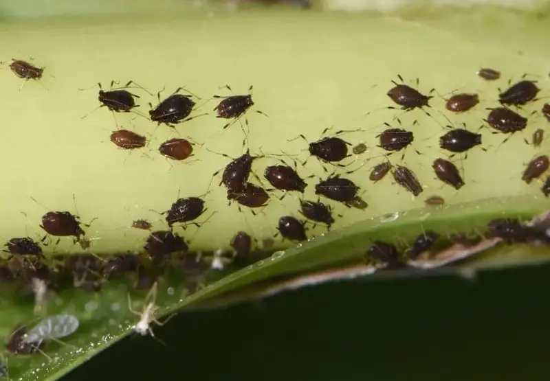 Black Aphids
