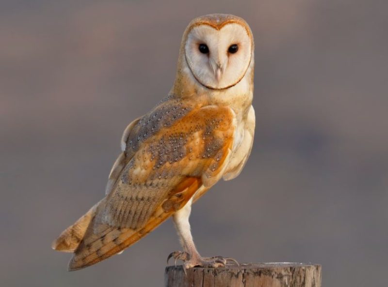 Owls in Virginia