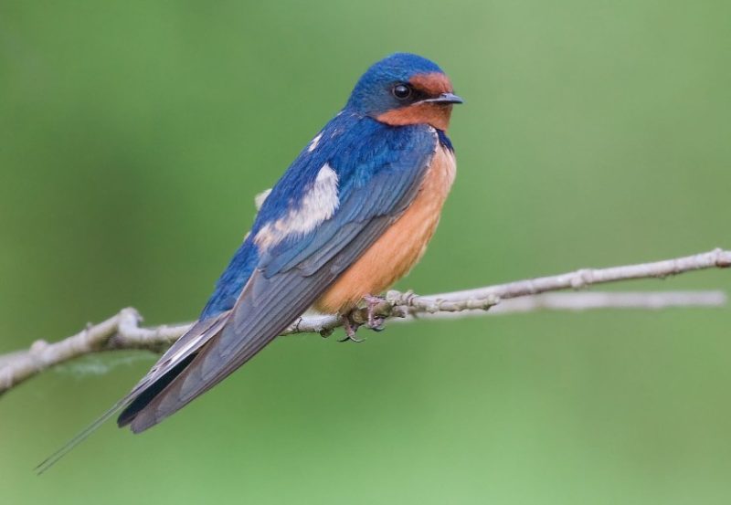 Common Birds in Pennsylvania