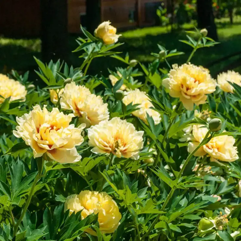 Yellow Peonies