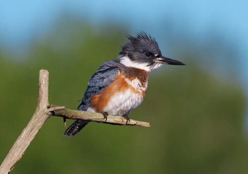 Common Birds in Indiana​