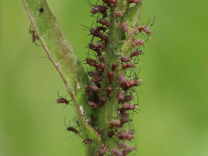 Black Aphids