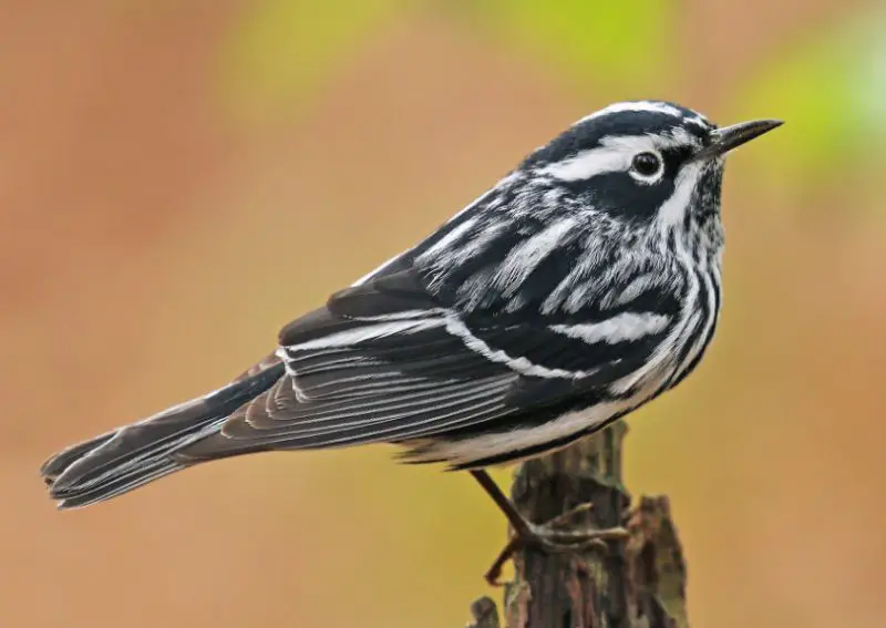 Common Birds in Pennsylvania