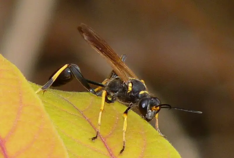 Wasps in Georgia