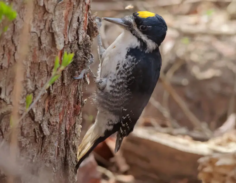 Woodpeckers in Indiana