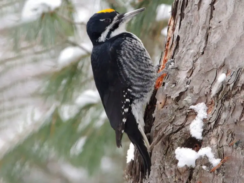 Woodpeckers in Montana