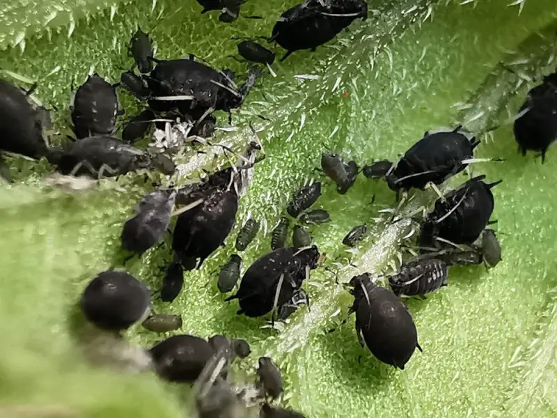 Black Aphids