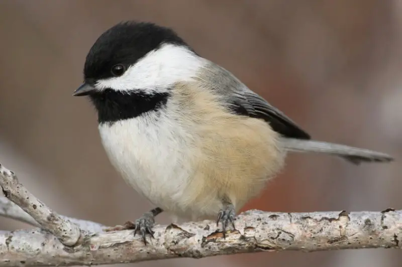 Common Birds in Pennsylvania