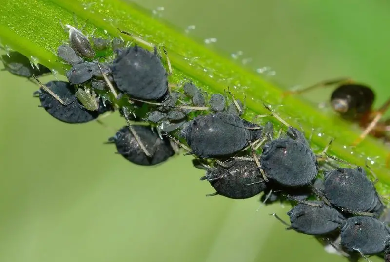 Black Aphids