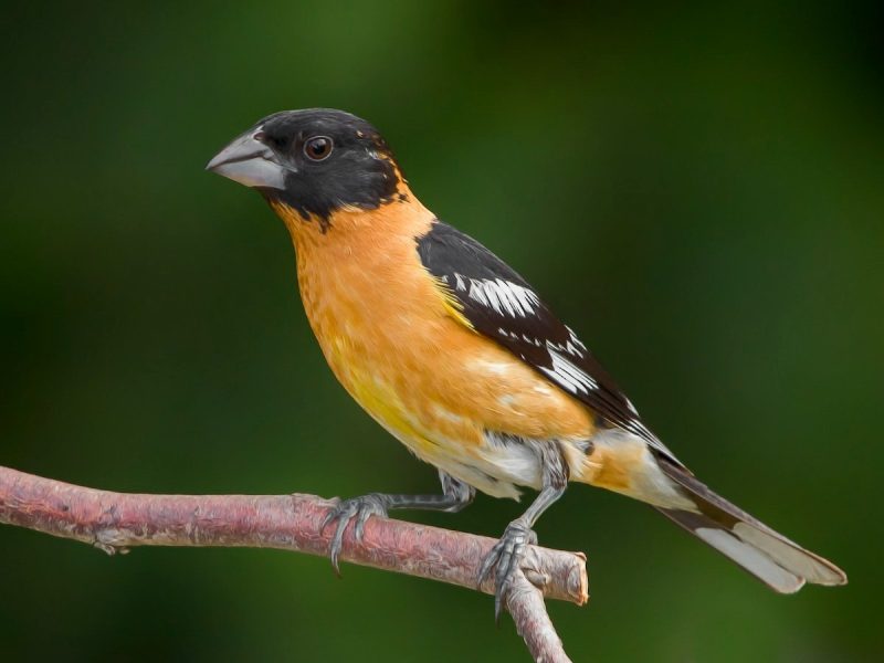 black-headed-grosbeak-juvenile-males-pheucticus-melanocephalus-800x600-1 Blackbirds in Arizona
