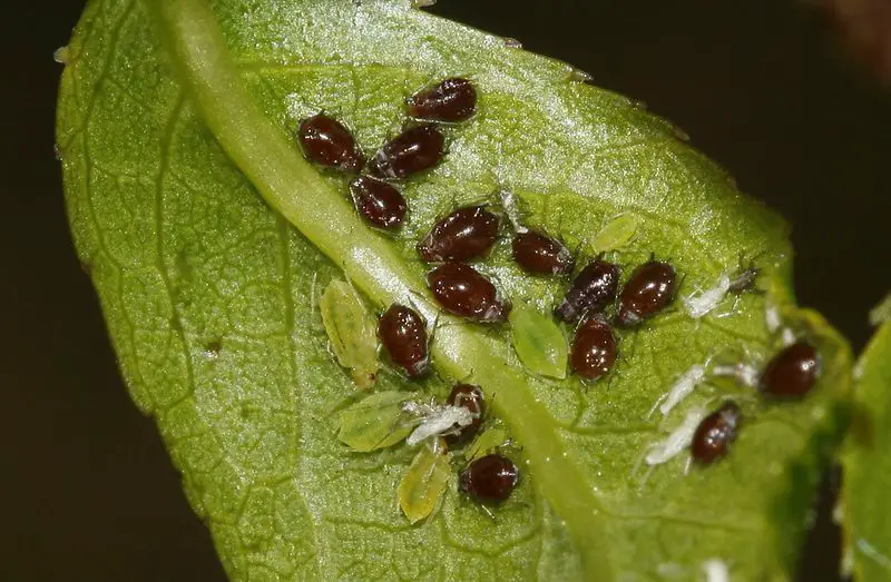 Black Aphids