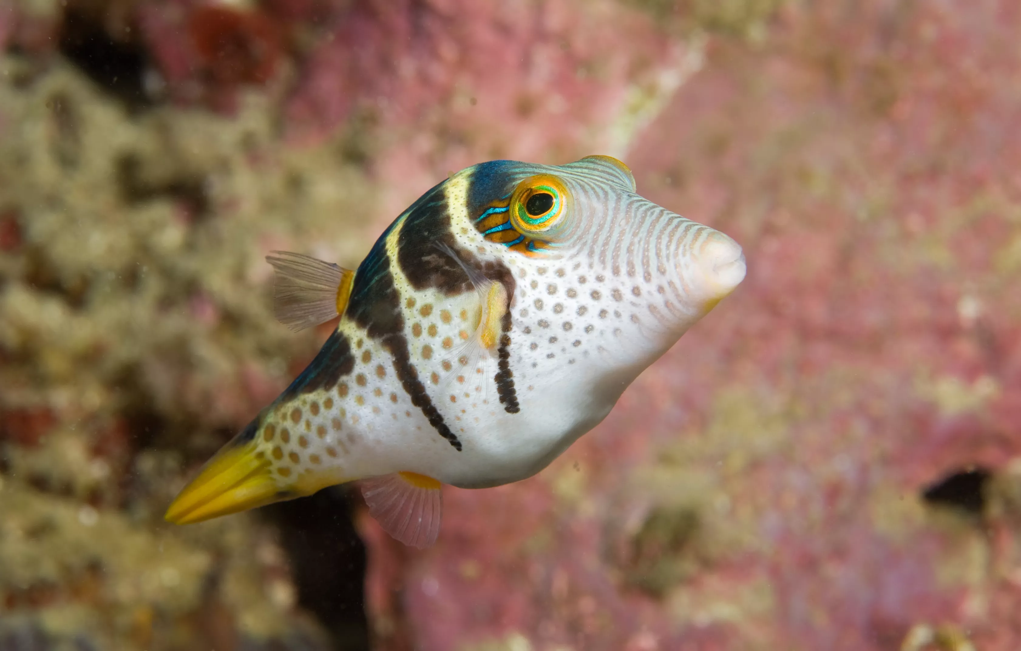Black Saddled Toby (Canthigaster valentini)