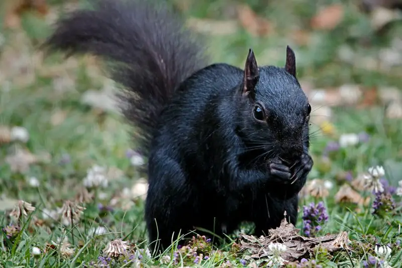 Black Squirrels in Michigan