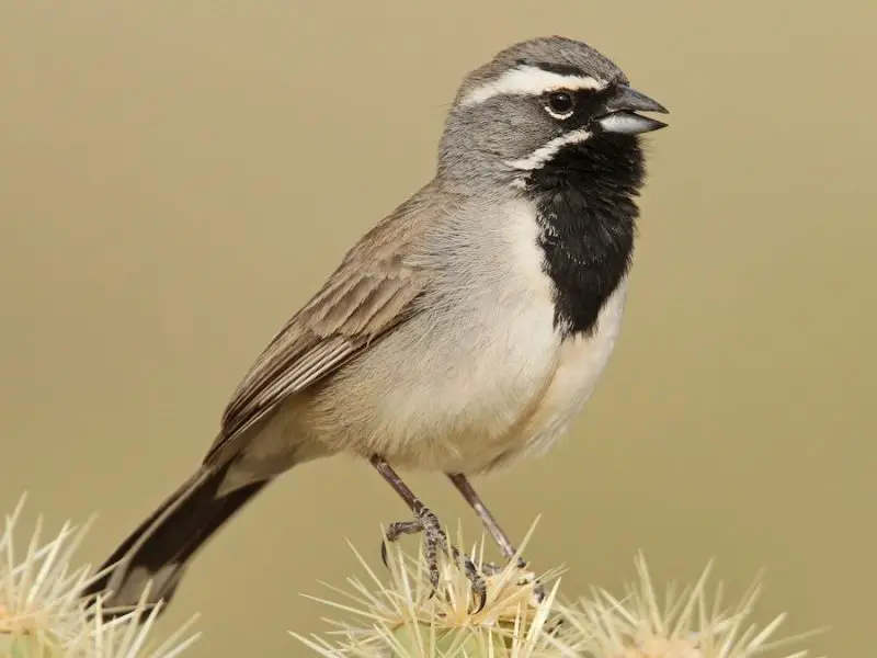 black-throated-sparrow-amphispiza-bilineata-800x600-1 Sparrows in Texas